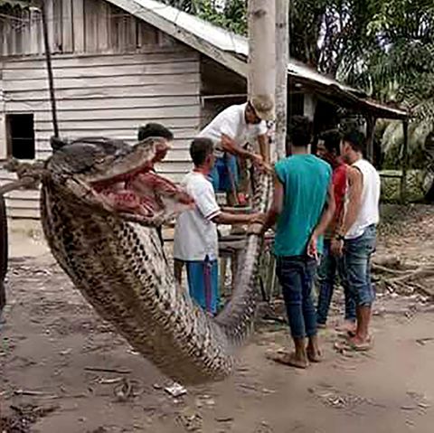 Diese riesige Python biss einem Mann auf der Insel Sumatra fast den linken Arm ab