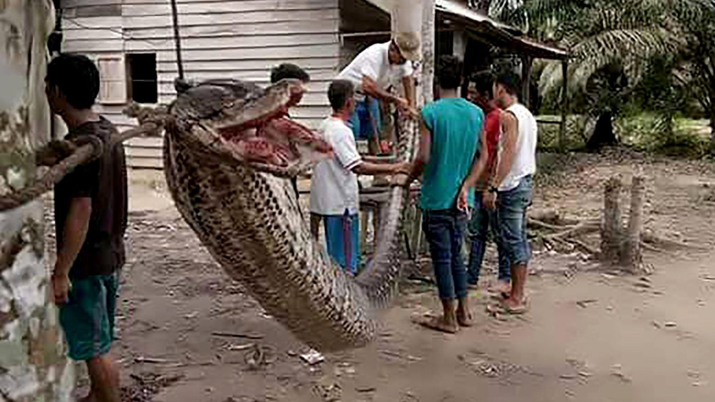 Diese riesige Python biss einem Mann auf der Insel Sumatra fast den linken Arm ab