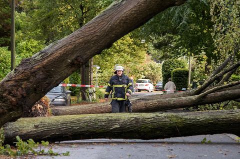 Umgestürzte Bäume sind in einer Straße in Hamburg zu sehen