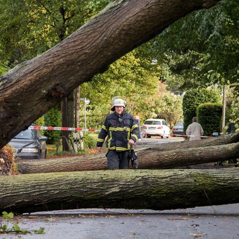 Umgestürzte Bäume sind in einer Straße in Hamburg zu sehen