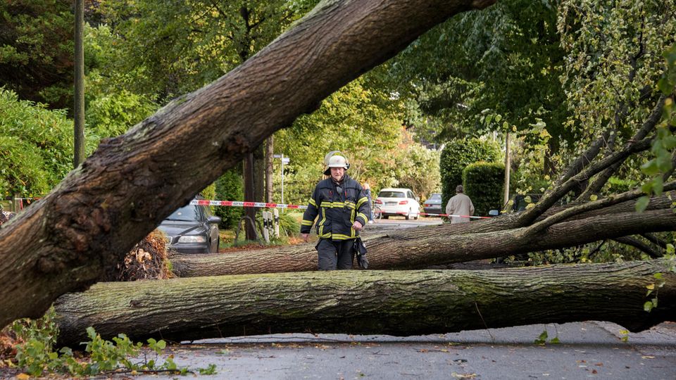 Umgestürzte Bäume sind in einer Straße in Hamburg zu sehen