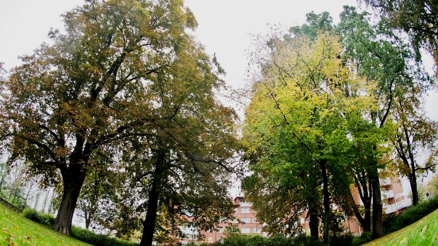 Bäume in Hameln