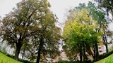 Bäume in Hameln