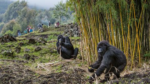 Die Bauern aus dem Dorf Bisate am Vulkan-Nationalpark akzeptieren mittlerweile, dass die Berggorillas den Bambus fressen, der eigentlich als Baumaterial angebaut wird. Einige Gorillas der Titus-Gruppe schlafen manchmal sogar außerhalb des Parks. Die Ausflüge sind riskant für die Tiere: Sie könnten sich bei Menschen und Nutzvieh mit für sie tödlichen Krankheitserregern infizieren.