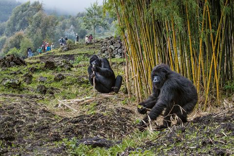 Die Bauern aus dem Dorf Bisate am Vulkan-Nationalpark akzeptieren mittlerweile, dass die Berggorillas den Bambus fressen, der eigentlich als Baumaterial angebaut wird. Einige Gorillas der Titus-Gruppe schlafen manchmal sogar außerhalb des Parks. Die Ausflüge sind riskant für die Tiere: Sie könnten sich bei Menschen und Nutzvieh mit für sie tödlichen Krankheitserregern infizieren.