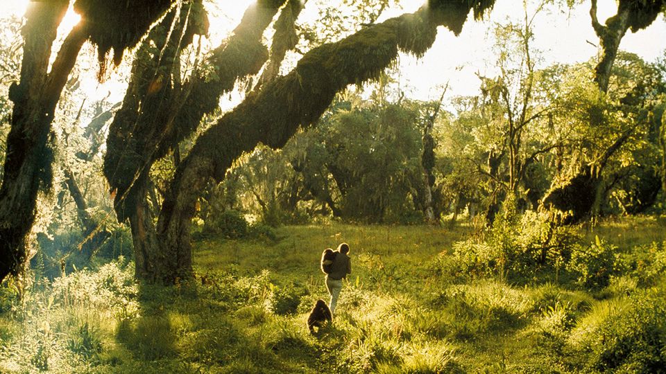 Virunga-Berge in Ruanda: Spaziergang mit Coco und Pucker. Die Gorillababys waren 1969 für den Kölner Zoo gefangen worden und in einem elenden Zustand, als Dian Fossey sie aufnahm. Sie pflegte die Waisen gesund, schließlich wurden sie aber doch nach Köln gebracht. Spaziergang mit Coco und Pucker. Die Gorillababys waren 1969 für den Kölner Zoo gefangen worden und in einem elenden Zustand, als Dian Fossey sie aufnahm. Sie pflegte die Waisen gesund, schließlich wurden sie aber doch nach Köln gebracht.