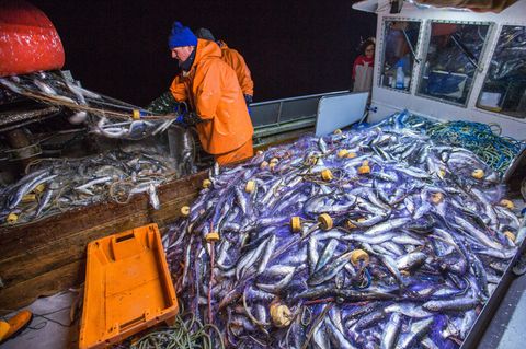 Fischer holen ihre Stellnetze mit Hering aus der Ostsee