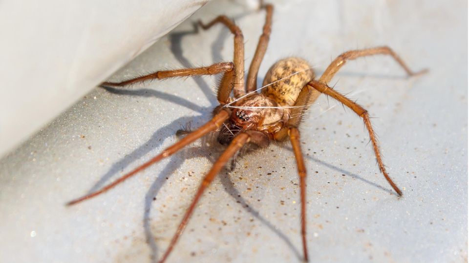 Raus aus der Wohnung: Einfaches Mittel hält die Hauswinkelspinne fern