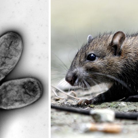 Der Erreger der Pest ist Yersinia pestis, ein Bakterium.