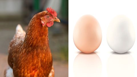 Hühner-Erbgut entschlüsselt: Hühner sind zu 60 Prozent auch nur Menschen