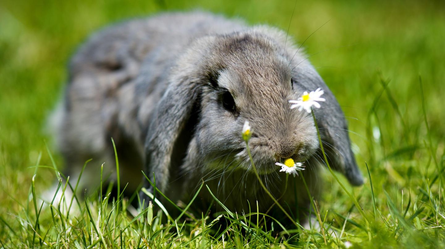 Kaninchen Geklaut Und Bekennerschreiben Hinterlassen Stern De