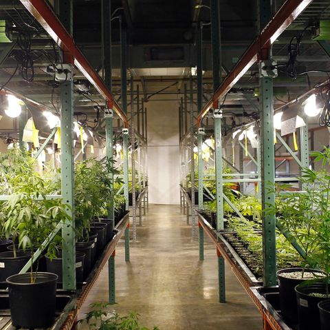 Cannabis: Ist medizinisches Cannabis für Kinder mit Epilepsie eine sinnvolle Therapie?