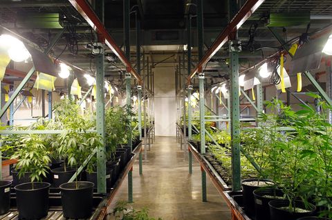 Cannabis: Ist medizinisches Cannabis für Kinder mit Epilepsie eine sinnvolle Therapie?