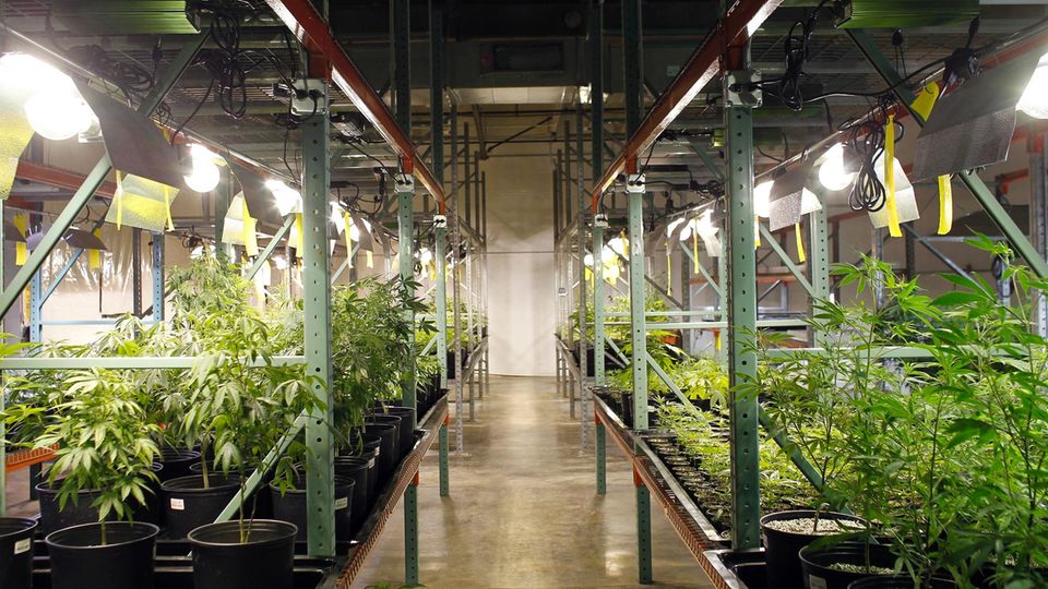 Cannabis: Ist medizinisches Cannabis für Kinder mit Epilepsie eine sinnvolle Therapie? Cannabis: Ist medizinisches Cannabis für Kinder mit Epilepsie eine sinnvolle Therapie?