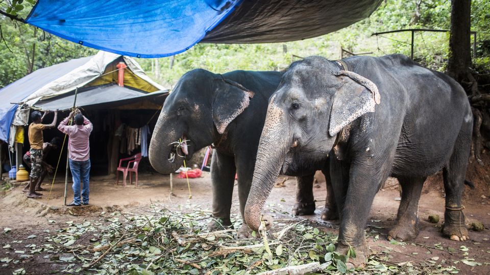 Goa im Süden Indiens: Indische Elefanten in einer Gewürzfarm Indische Elefanten in einer Gewürzfarm