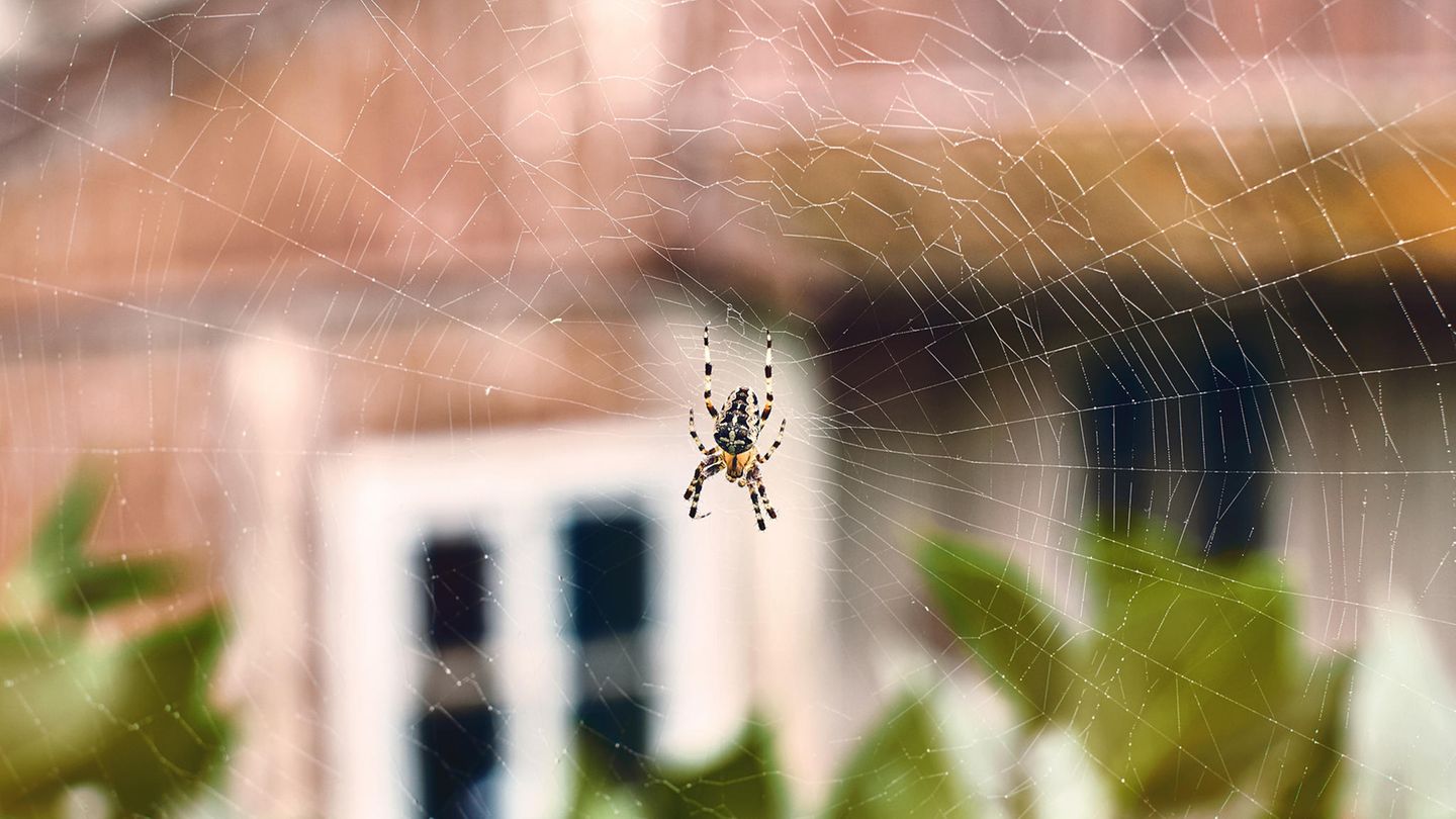 In den USA hat ein Mann eine Spinne mit einem Bunsenbrenner versucht zu töten.