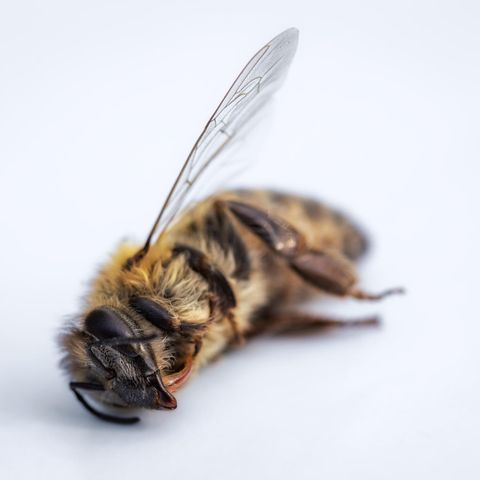 Insektensterben: mehr als 75 Prozent Schwund in weniger als 30 Jahren
