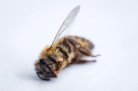 Insektensterben: mehr als 75 Prozent Schwund in weniger als 30 Jahren