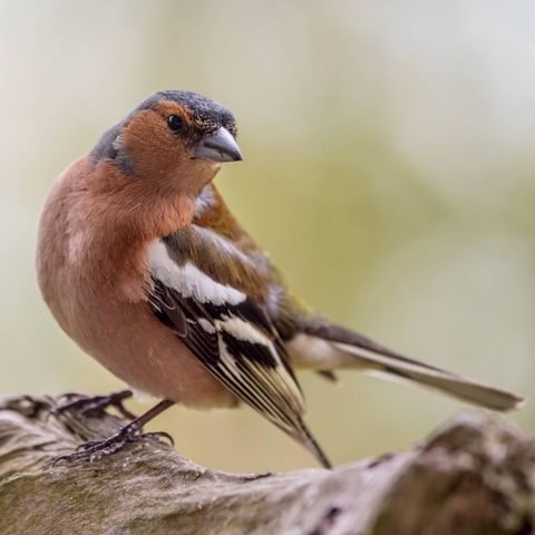 In Deutschland gibt es immer weniger Vögel