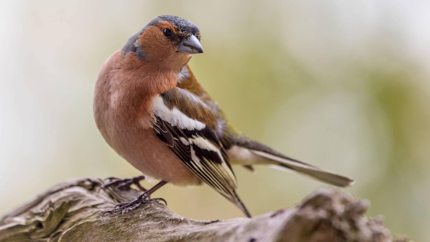 In Deutschland gibt es immer weniger Vögel