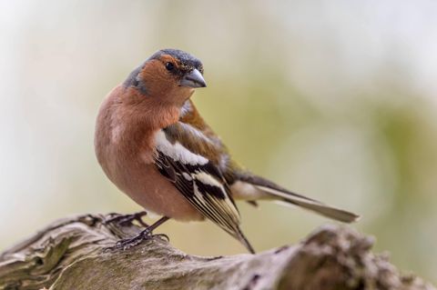 In Deutschland gibt es immer weniger Vögel