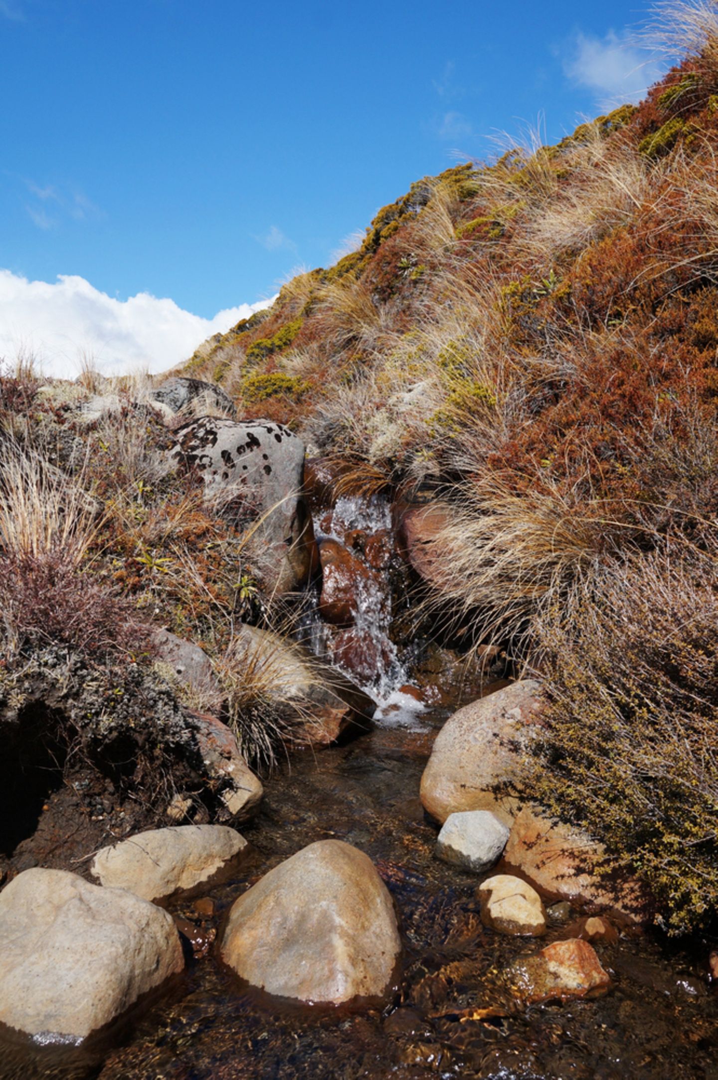 Im Tongariro-Nationalpark wächst neben gold-rotem Tussockgras im westlichen Teils des Parks außerdem Heidekraut.