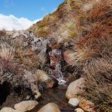 Im Tongariro-Nationalpark wächst neben gold-rotem Tussockgras im westlichen Teils des Parks außerdem Heidekraut.
