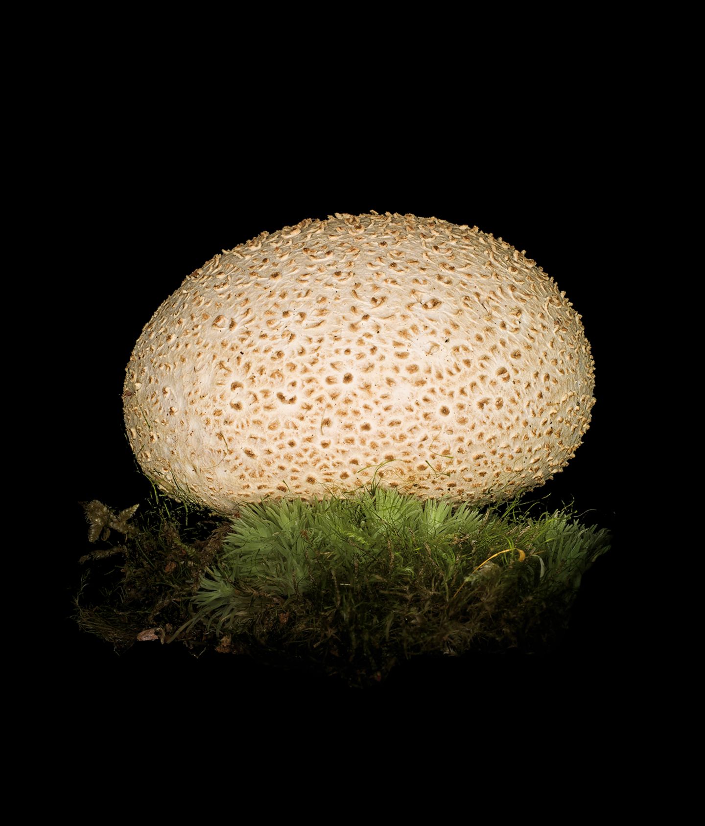 Lebensgefahr: Dickschaliger Kartoffelbovist In Osteuropa wird dieser Pilz als Trüffelersatz verwendet. Aber Vorsicht: die unbekannten Gifte verursachen mindestens schwere Verdauungsprobleme. Es gab bereits Fälle, in denen Farbenblindheit bis völlige Erblindung geschildert wurden. Dickschaliger Kartoffelbovist In Osteuropa wird dieser Pilz als Trüffelersatz verwendet. Aber Vorsicht: die unbekannten Gifte verursachen mindestens schwere Verdauungsprobleme. Es gab bereits Fälle, in denen Farbenblindheit bis völlige Erblindung geschildert wurden.