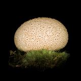 Dickschaliger Kartoffelbovist  In Osteuropa wird dieser Pilz als Trüffelersatz verwendet. Aber Vorsicht: die unbekannten Gifte verursachen mindestens schwere Verdauungsprobleme. Es gab bereits Fälle, in denen Farbenblindheit bis völlige Erblindung geschildert wurden.  