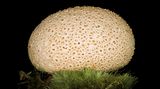 Dickschaliger Kartoffelbovist  In Osteuropa wird dieser Pilz als Trüffelersatz verwendet. Aber Vorsicht: die unbekannten Gifte verursachen mindestens schwere Verdauungsprobleme. Es gab bereits Fälle, in denen Farbenblindheit bis völlige Erblindung geschildert wurden.  