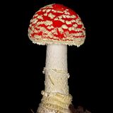 Fliegenpilz  Der Fliegenpilz ist ein alter Bekannter. Jedes Kind weiß: Den sollte man nicht essen.