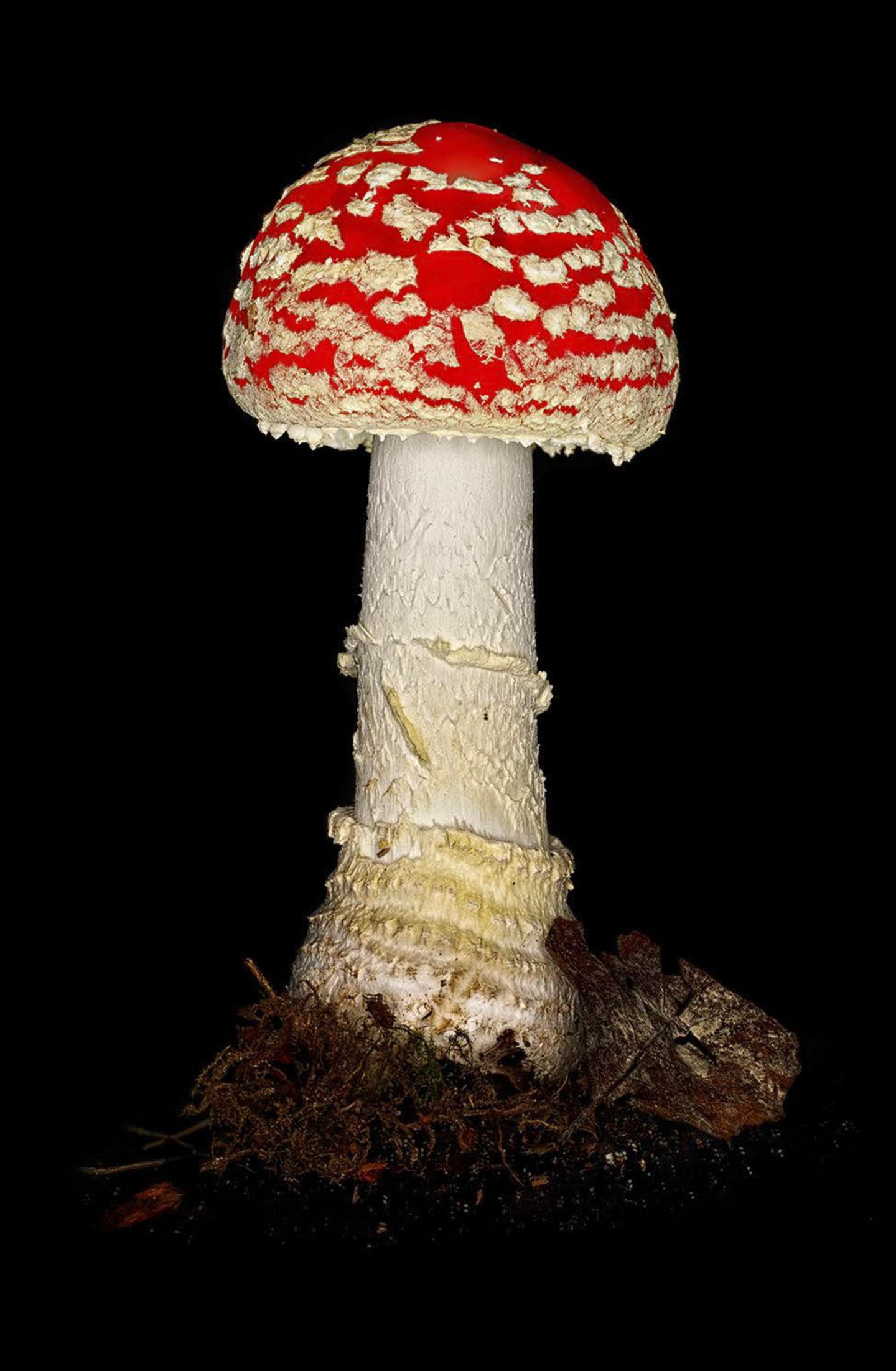 Fliegenpilz  Der Fliegenpilz ist ein alter Bekannter. Jedes Kind weiß: Den sollte man nicht essen.