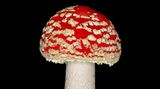 Fliegenpilz  Der Fliegenpilz ist ein alter Bekannter. Jedes Kind weiß: Den sollte man nicht essen.