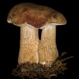 Gallenröhrling  Vorsicht, die Verwechslungsgefahr mit dem Steinpilz ist frappierend. Ein Blick auf die Unterseite aber genügt vor der Täuschung: Der Schwamm ist leicht rosafarben. Und ein Geschmackstest mit der Zungenspitze hilft zudem ihn zu entlarven, er schmeckt bitter.