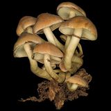 Grünblättriger Schwefelkopf  Nicht zu verwechseln mit dem Rauchblättrigen Schwefelkopf. Der Grünblättrige ist giftig.