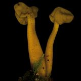 Grüngelbes Gallertkäppchen  Dieser Pilz treibt sogar Raketen an, das enthaltene Gift Monomethylhydrazin kennen vor allem Ingenieure. Es ist Bestandteil von lagerfähigen Raketentreibstoffen.