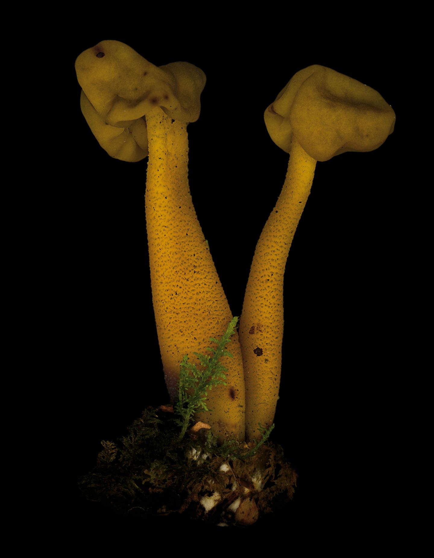 Grüngelbes Gallertkäppchen  Dieser Pilz treibt sogar Raketen an, das enthaltene Gift Monomethylhydrazin kennen vor allem Ingenieure. Es ist Bestandteil von lagerfähigen Raketentreibstoffen.