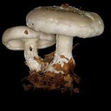 Nebelkappe  Der Inhaltsstoff Nebularin kann zu starken Irritationen des Magen-Darm-Trakts führen.