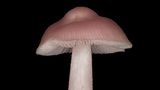 Rosa Rettich-Helmling  Gut zu wissen: Alle Rettich Helmlinge gelten als leicht giftig, der Rosa Rettich-Helmling enthält aber die höchste Giftkonzentration. Der Wirkstoff Muscarin führt zu Sehstörungen, Speichelfluss. In schwerwiegenden Fällen sogar zum Herzversagen. Der einzige Hoffnungsschimmer: Für lebensbedrohliche Symptome muss man große Mengen des Pilzes verspeisen.