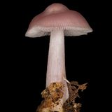 Rosa Rettich-Helmling  Gut zu wissen: Alle Rettich Helmlinge gelten als leicht giftig, der Rosa Rettich-Helmling enthält aber die höchste Giftkonzentration. Der Wirkstoff Muscarin führt zu Sehstörungen, Speichelfluss. In schwerwiegenden Fällen sogar zum Herzversagen. Der einzige Hoffnungsschimmer: Für lebensbedrohliche Symptome muss man große Mengen des Pilzes verspeisen.