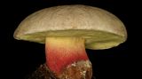 Schönfuß-Röhrling  Dieser Pilz sieht zwar hübsch aus, allerdings ist er giftig. Magen-Darm-Beschwerden bis zu möglichen Todesfällen kann sein Gift auslösen.