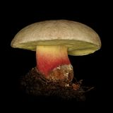 Schönfuß-Röhrling  Dieser Pilz sieht zwar hübsch aus, allerdings ist er giftig. Magen-Darm-Beschwerden bis zu möglichen Todesfällen kann sein Gift auslösen.