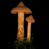 Spitzgebuckelter Raukopf  Wer Pilze für den Verzehr sammelt, sollte vor allem diejenigen kennen, die tödlich giftig sind. Dieser Pilz zählt dazu. Sein Gift führt dazu, dass die Nieren zersetzt werden. Bis zu den ersten Symptomen dauert es 4 bis 48 Stunden. Dann ist es bereits zu spät, die Schädigung der Organe haben bereits begonnen.