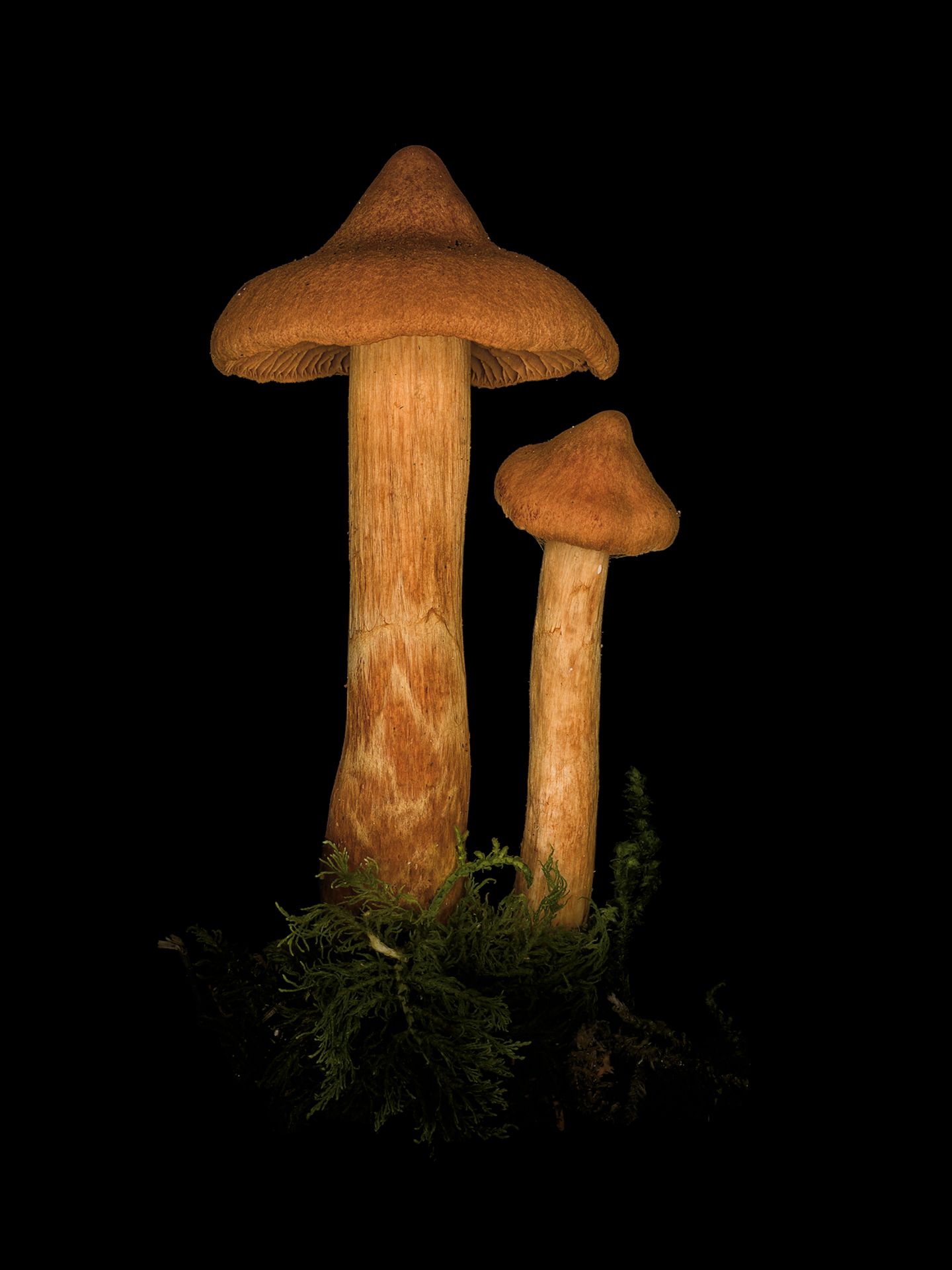 Spitzgebuckelter Raukopf  Wer Pilze für den Verzehr sammelt, sollte vor allem diejenigen kennen, die tödlich giftig sind. Dieser Pilz zählt dazu. Sein Gift führt dazu, dass die Nieren zersetzt werden. Bis zu den ersten Symptomen dauert es 4 bis 48 Stunden. Dann ist es bereits zu spät, die Schädigung der Organe haben bereits begonnen.