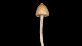 Spitzkegeliger Kahlkopf  Es gibt Pilzsammler, die verzehren diesen Pilz ganz bewusst. Sein Gift Psilocybin bewirkt Rauschzustände, die können aber auch in Wahnvorstellungen umschlagen und eine schwere Psychose auslösen.