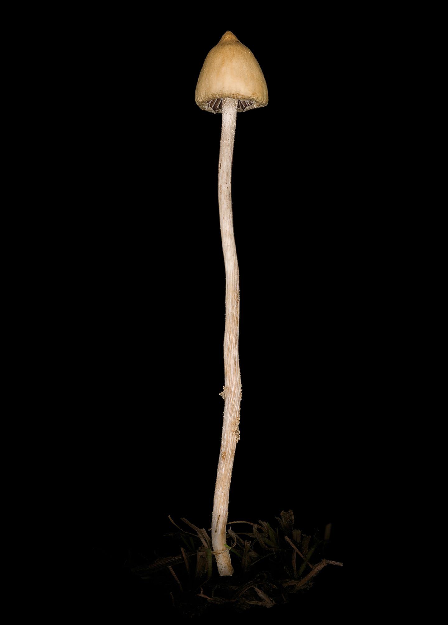 Spitzkegeliger Kahlkopf  Es gibt Pilzsammler, die verzehren diesen Pilz ganz bewusst. Sein Gift Psilocybin bewirkt Rauschzustände, die können aber auch in Wahnvorstellungen umschlagen und eine schwere Psychose auslösen.