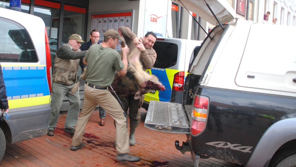 nachrichten deutschland - wildschweine in heide
