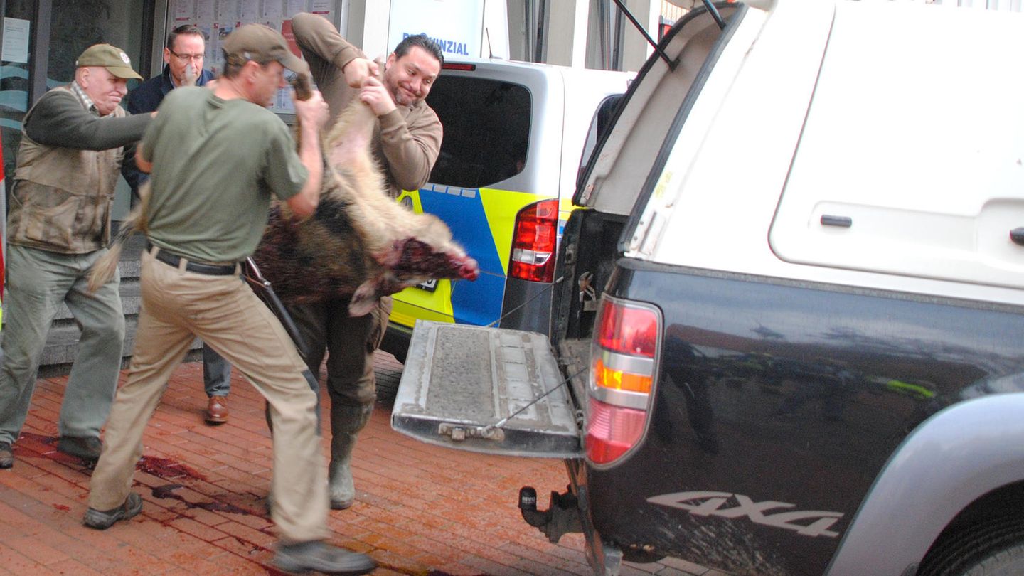 Das erlegte Wildschwein wird in ein Auto getragen. Zwei aggressive Wildschweine haben in der Innenstadt von Heide Passanten angegriffen. Vier Menschen wurden nach Angaben der Polizei verletzt, ein Wildschwein vor der Sparkasse erschossen.