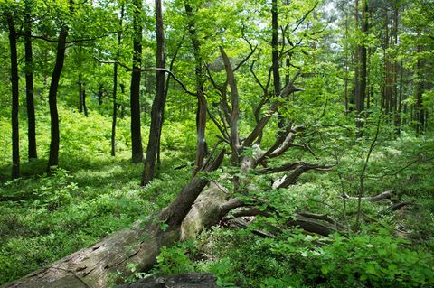 Gemeinsamer Ex nackt im Wald ausgesetzt