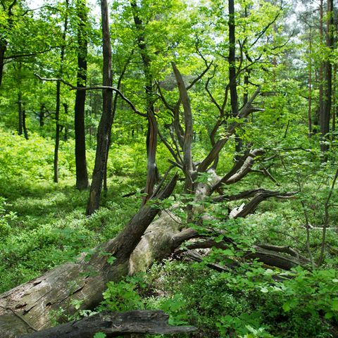 Gemeinsamer Ex nackt im Wald ausgesetzt